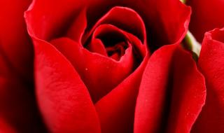 红玫瑰花语和寓意